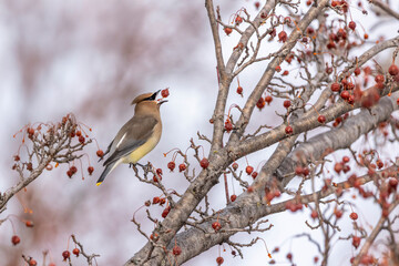 cedar waxwing feeding by throwing crab apples in the air in spring
