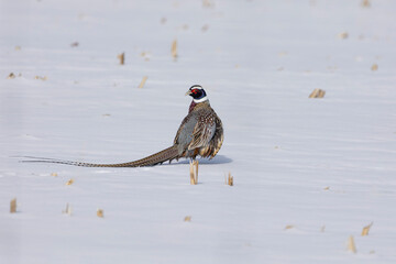 rooster pheasant in a snowy cornfield with very long tail feathers