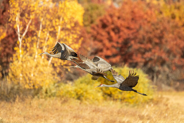 three sandhill cranes flying in formation with bright fall colored foliage in the background