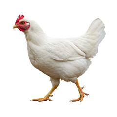 Fototapeta premium side view of WHITE chicken isolated on white background.png