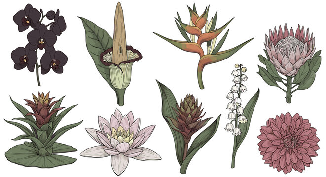 Exotic Flowers Illustration: Orchid, Lily of the Valley, Protea and More