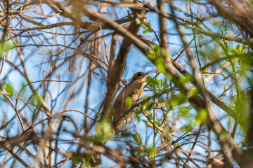 Thrush Nightingale, Luscinia luscinia. A bird sits on a tree branch and sings