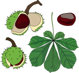 Parts of horse chestnut (Aesculus hippocastanum) plant: fruit, seed and green leaf in botanical illustration style isolated on white background