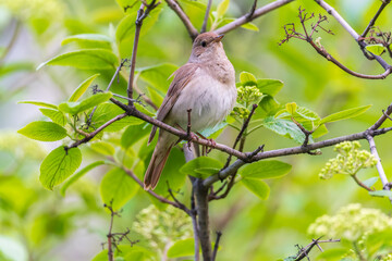 Thrush Nightingale, Luscinia luscinia. A bird sits on a tree branch and sings