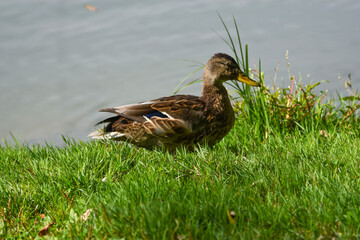 Wild duck walking on grassy lakeshore close up
