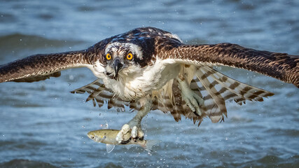Osprey catching a fish meal