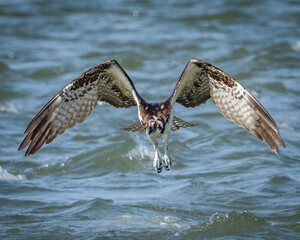 Osprey in flight while fishing for a meal