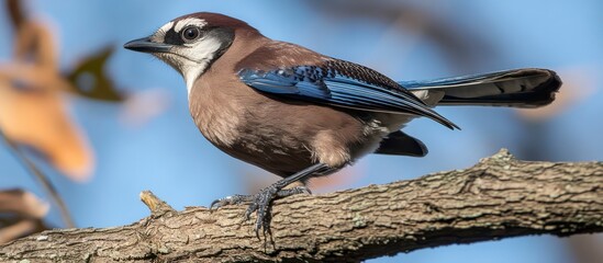 Blue tit bird perched on a tree branch in natural forest setting