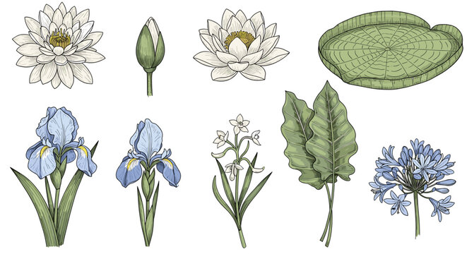 Botanical Illustration Featuring Water Lilies, Irises, Agapanthus, and Broad Leaves