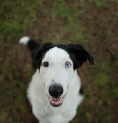 Portrait happy puppy dog looking up wirh heterochromia eyes on summer meadow season