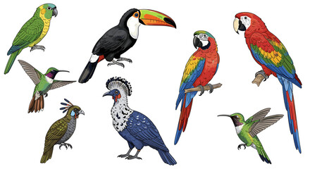 Naklejka premium Diverse collection of colorful tropical birds on a plain white background