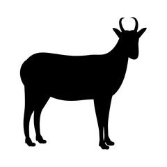 Silhouette of a Standing Chamois, Wild Goat with Small Horns, Animal