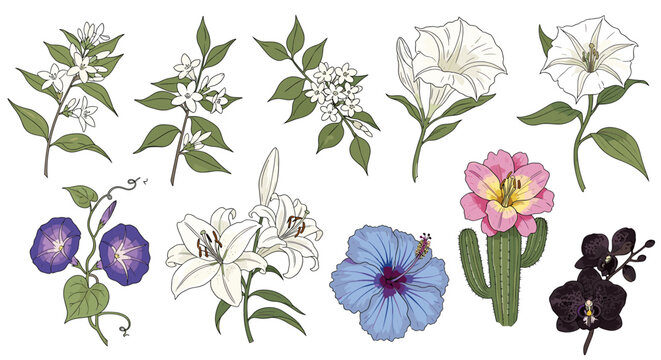 Botanical Illustration of Diverse Flower Species Against a White Background
