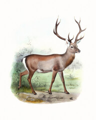 Obraz premium Deer illustration. Handmade watercolor and pencil drawing of deer on softly textured white background.