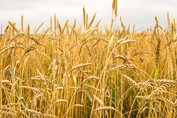 field with ears of corn