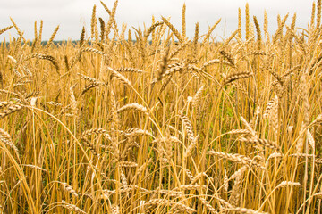 field with ears of corn