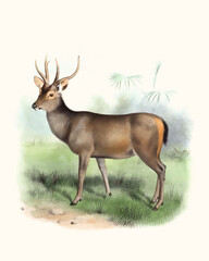 Fototapeta premium Deer illustration. Handmade watercolor and pencil drawing of deer on light beige background.