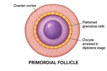 Medical illustration of a primordial ovarian follicle showing the oocyte, granulosa cells, and ovarian cortex.