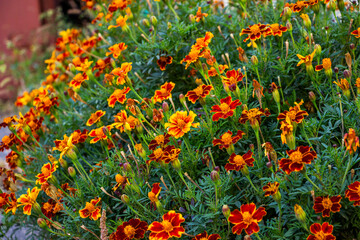 marigolds blooming, orange, two-tone flower, brown-red with yellow center, blooming profusely, in a...