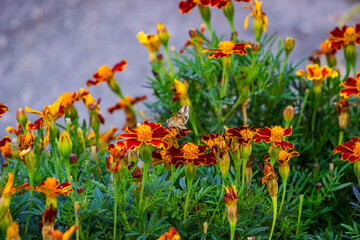 gray butterfly, long whiskers, collects nectar on a flower, marigolds are blooming, orange, two-tone, brown-red with a yellow center, bloom profusely