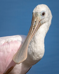 Roseate Spoonbill bird 