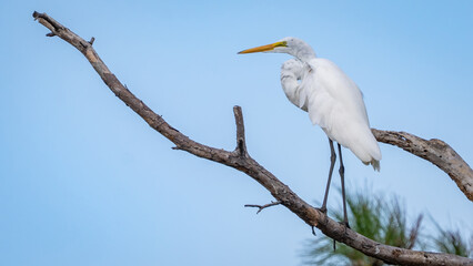 White Great Egret fishing and resting on a tree