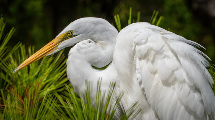 White Great Egret fishing and resting on a tree