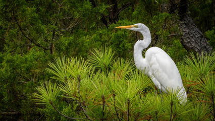 White Great Egret fishing and resting on a tree