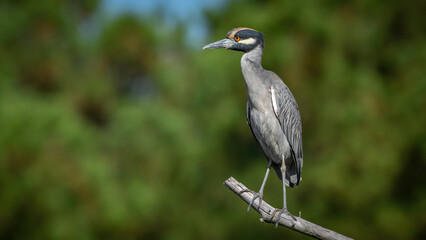 Yellow Crowned Night Heron