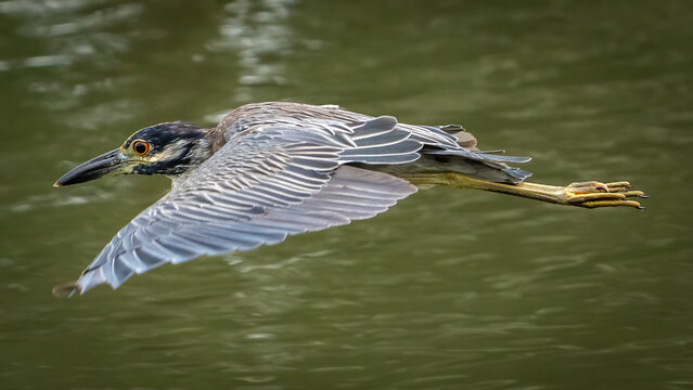 Yellow Crowned Night Heron