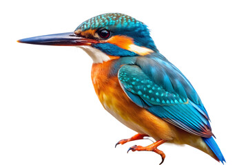 Obraz premium Vibrant kingfisher bird perched with striking blue and orange feathers, isolated on transparent background