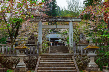 japanese entrance of a temple with Torii gate made of stone and cherry blossom all around with stairs 