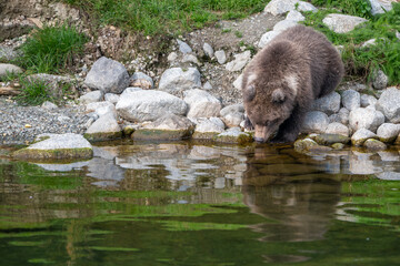 Alaskan brown bear cub drinking from a stream