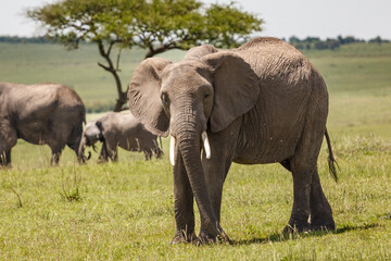 elephants in the savannah