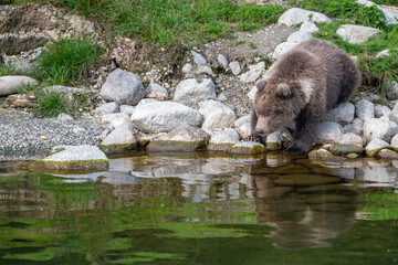 Alaskan brown bear cub drinking from a stream