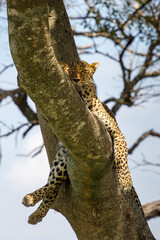 leopard resting on a tree in Kenya