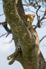 leopard resting on a tree in Kenya
