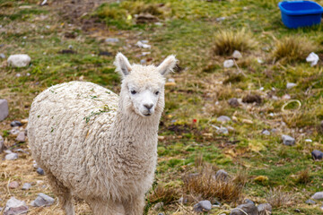 Fototapeta premium Alpaca in the grass of Peru