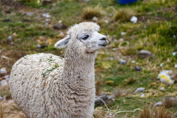 Fototapeta premium Alpaca in the countryside of Peru