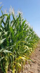 Row of vibrant green corn stalks against a clear blue sky