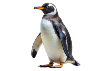 Cute penguin standing upright isolated on transparent background with black and white body and orange beak