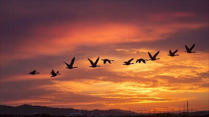 Silhouetted geese in flight against a fiery sunset
