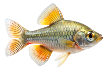 Vibrant freshwater fish with orange and yellow fins isolated on transparent background