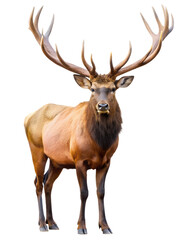 Fototapeta premium deer isolated on white background