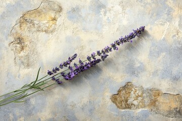 Several fragrant lavender sprigs lie diagonally across a beautifully textured, rustic wall, showcasing delicate purple blooms against an aged background.