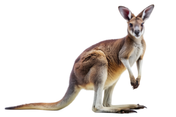 Majestic kangaroo standing upright isolated on transparent background, showcasing muscular build and natural posture