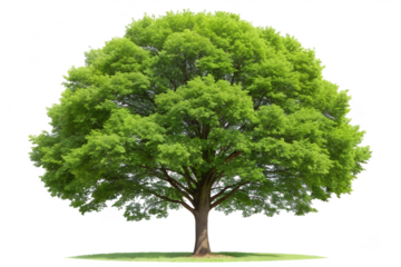 Majestic large green tree with dense foliage and thick trunk isolated on transparent background