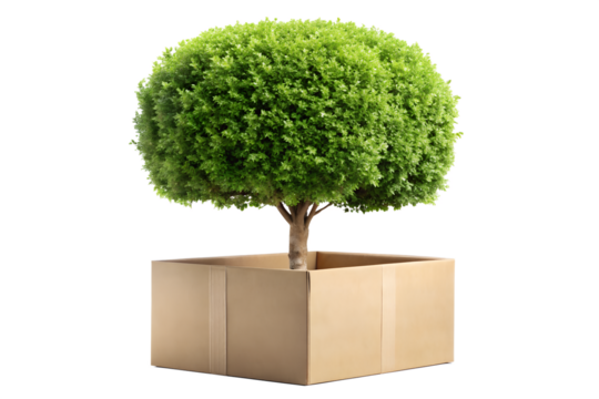Small green tree growing in cardboard box isolated on transparent background