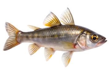 Freshwater fish with yellow fins and scales isolated on transparent background