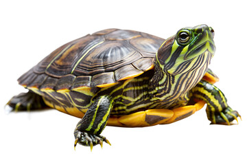 Fototapeta premium Painted turtle resting isolated on transparent background with detailed shell patterns and vibrant colors